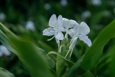 野薑花風水